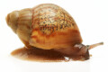 Achatina achatina achatina Ghana typ 2 F1 juvenil